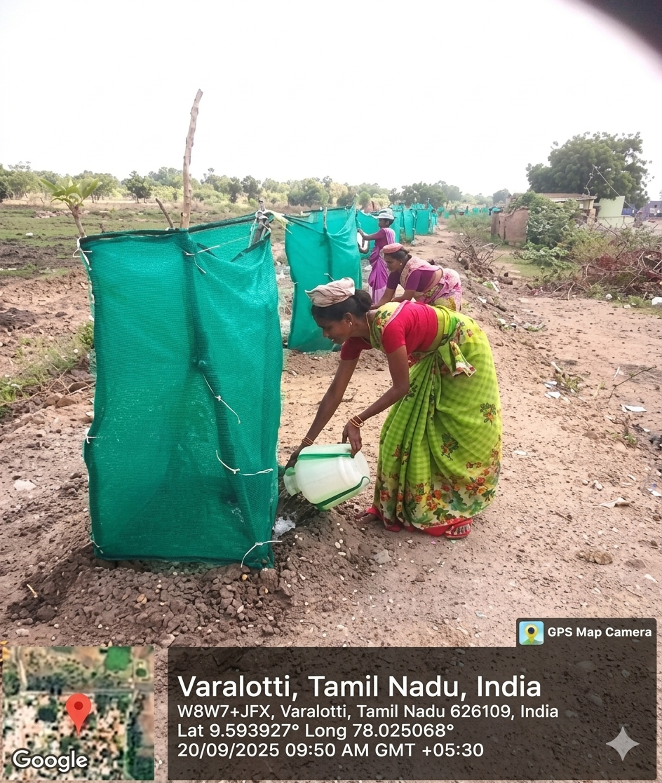 Saplings planted with fencing to protect from attack of wild animals